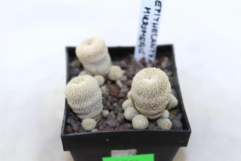 Epithelantha gregii MULTIHEADS x3 plants  (3)