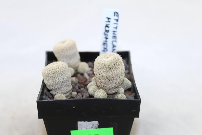 Epithelantha gregii MULTIHEADS x3 plants  (5)