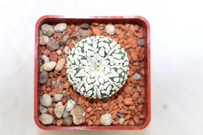 Astrophytum asterias superkabuto V - TYPE