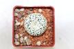 Astrophytum asterias superkabuto V - TYPE