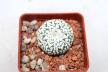 Astrophytum asterias superkabuto V - TYPE (2)
