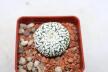 Astrophytum asterias superkabuto V - TYPE (3)