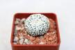 Astrophytum asterias superkabuto V - TYPE (4)