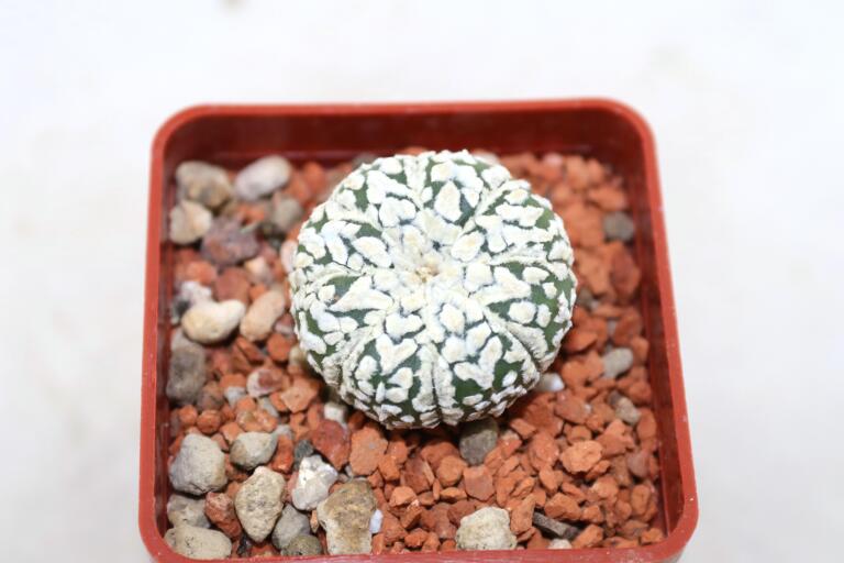 Astrophytum asterias superkabuto V - TYPE (2)
