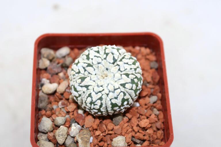 Astrophytum asterias superkabuto V - TYPE (3)