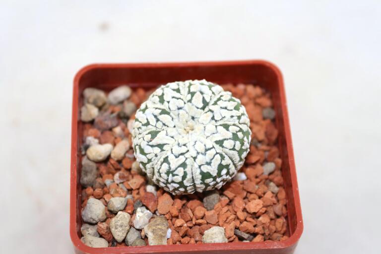 Astrophytum asterias superkabuto V - TYPE (5)