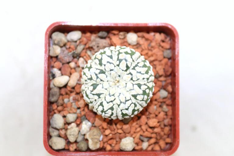 Astrophytum asterias superkabuto V - TYPE (6)