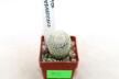 Epithelantha neomexicana Multiheads