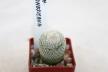 Epithelantha neomexicana Multiheads (3)