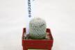 Epithelantha neomexicana Multiheads (4)