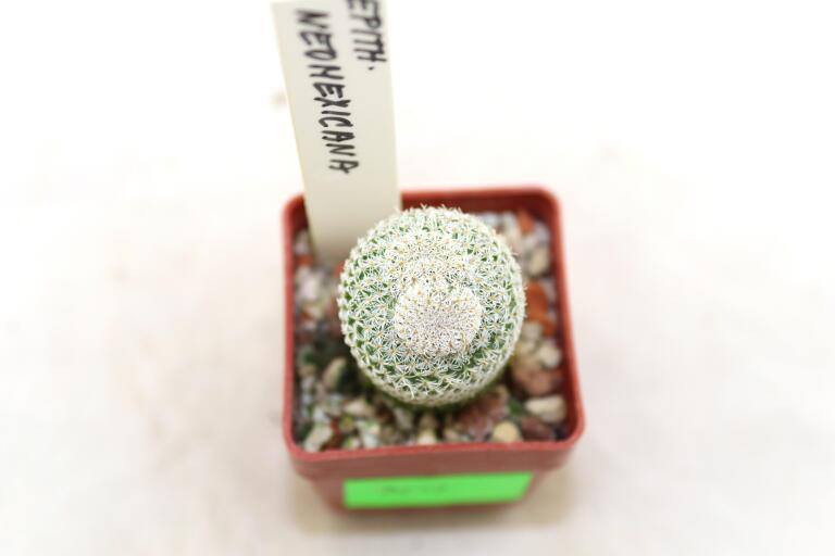 Epithelantha neomexicana Multiheads (2)