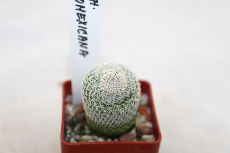 Epithelantha neomexicana Multiheads (3)
