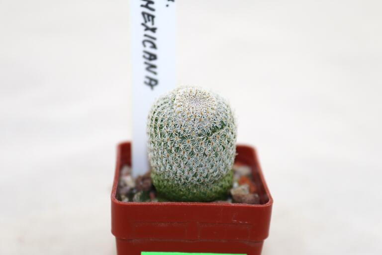 Epithelantha neomexicana Multiheads (4)