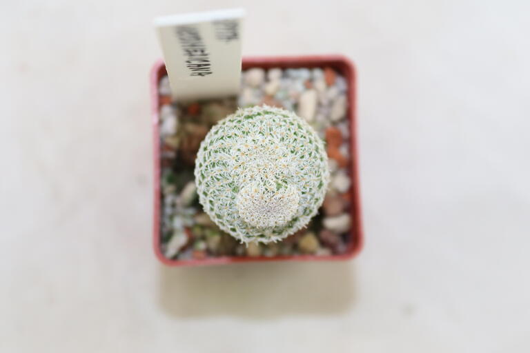 Epithelantha neomexicana Multiheads (5)