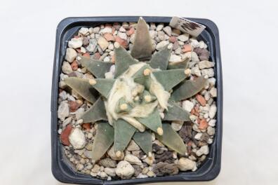 Ariocarpus scapharostroides