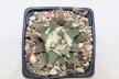 Ariocarpus scapharostroides