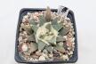 Ariocarpus scapharostroides (2)