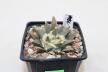 Ariocarpus scapharostroides (3)