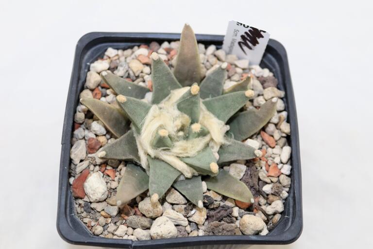 Ariocarpus scapharostroides (2)