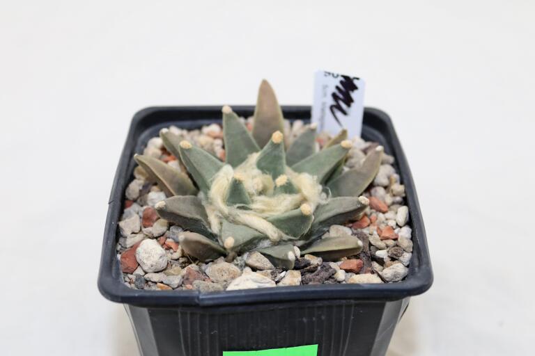 Ariocarpus scapharostroides (3)