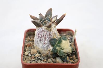Ariocarpus retusus CAUDEX Two Heads