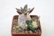 Ariocarpus retusus CAUDEX Two Heads