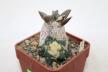 Ariocarpus retusus CAUDEX Two Heads (2)