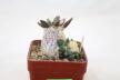 Ariocarpus retusus CAUDEX Two Heads (3)