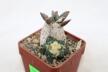 Ariocarpus retusus CAUDEX Two Heads (4)