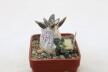 Ariocarpus retusus CAUDEX Two Heads (5)