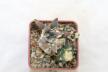 Ariocarpus retusus CAUDEX Two Heads (6)
