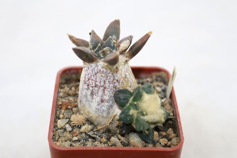 Ariocarpus retusus CAUDEX Two Heads (1)