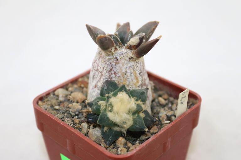 Ariocarpus retusus CAUDEX Two Heads (2)