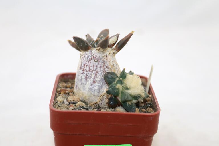 Ariocarpus retusus CAUDEX Two Heads (3)