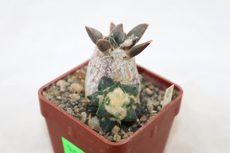 Ariocarpus retusus CAUDEX Two Heads (4)