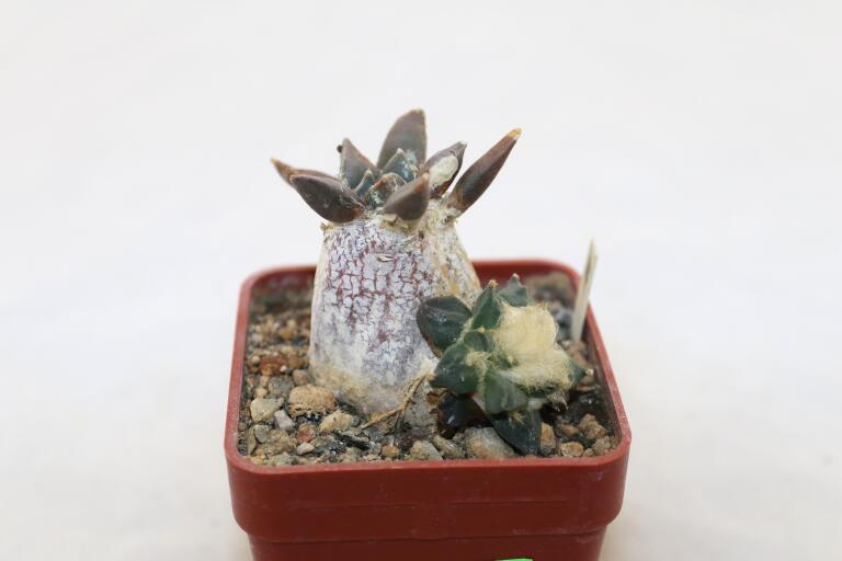 Ariocarpus retusus CAUDEX Two Heads (5)