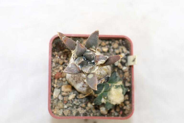 Ariocarpus retusus CAUDEX Two Heads (6)