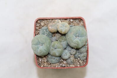Lophophora caespitosa