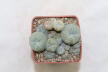 Lophophora caespitosa
