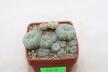 Lophophora caespitosa (4)