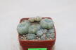 Lophophora caespitosa (3)