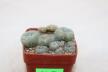 Lophophora caespitosa (5)
