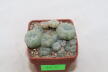 Lophophora caespitosa (2)