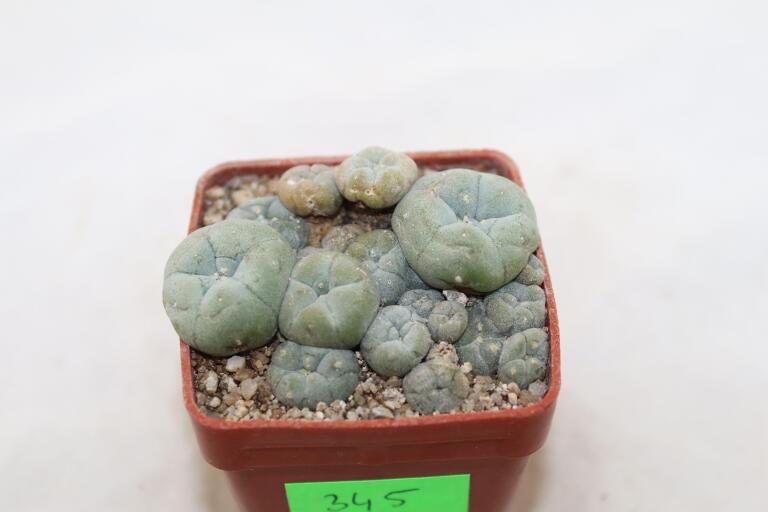 Lophophora caespitosa (4)