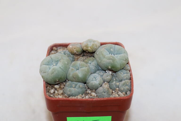 Lophophora caespitosa (3)