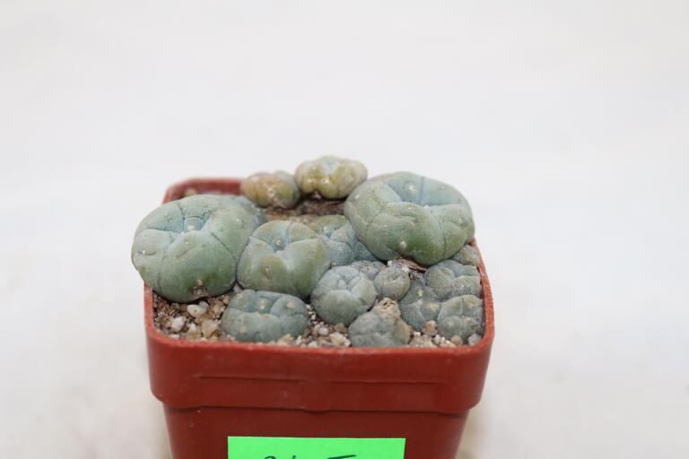 Lophophora caespitosa (5)