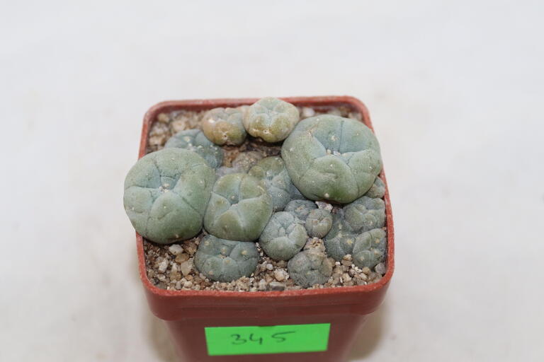 Lophophora caespitosa (2)