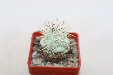 Ortegocactus macdougallii