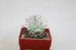 Ortegocactus macdougallii (3)
