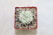 Ortegocactus macdougallii (4)